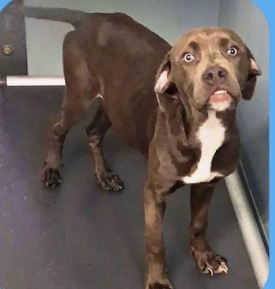 Enlarge Guinness, a ADOPTABLE mixed breed in Port Saint Lucie, FL image 2/2