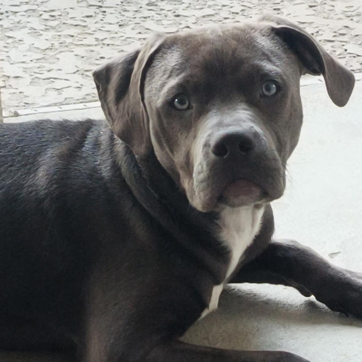 Guinness, ADOPTABLE, Puppy Male Pit Bull Terrier.