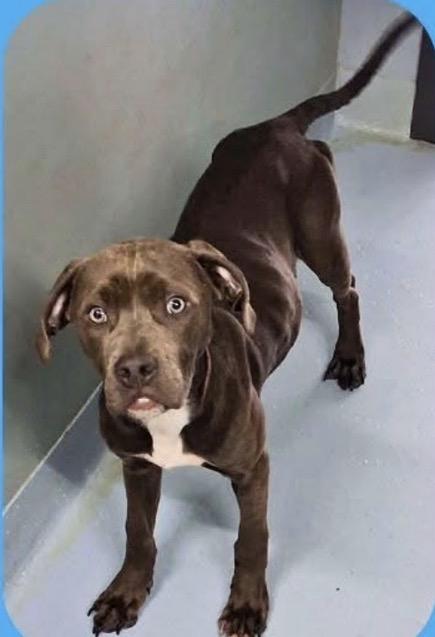 Guinness, ADOPTABLE, Puppy Male Pit Bull Terrier.