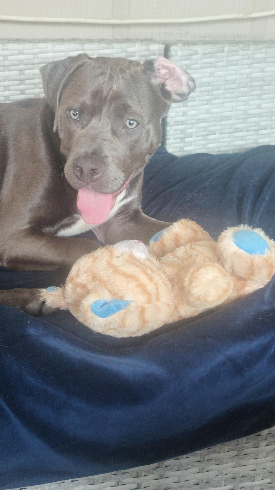 Guinness, an adopted mixed breed in Port Saint Lucie, FL image 1/6