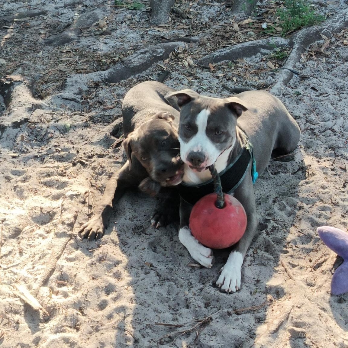 Guinness, an adopted mixed breed in Port Saint Lucie, FL image 3/6