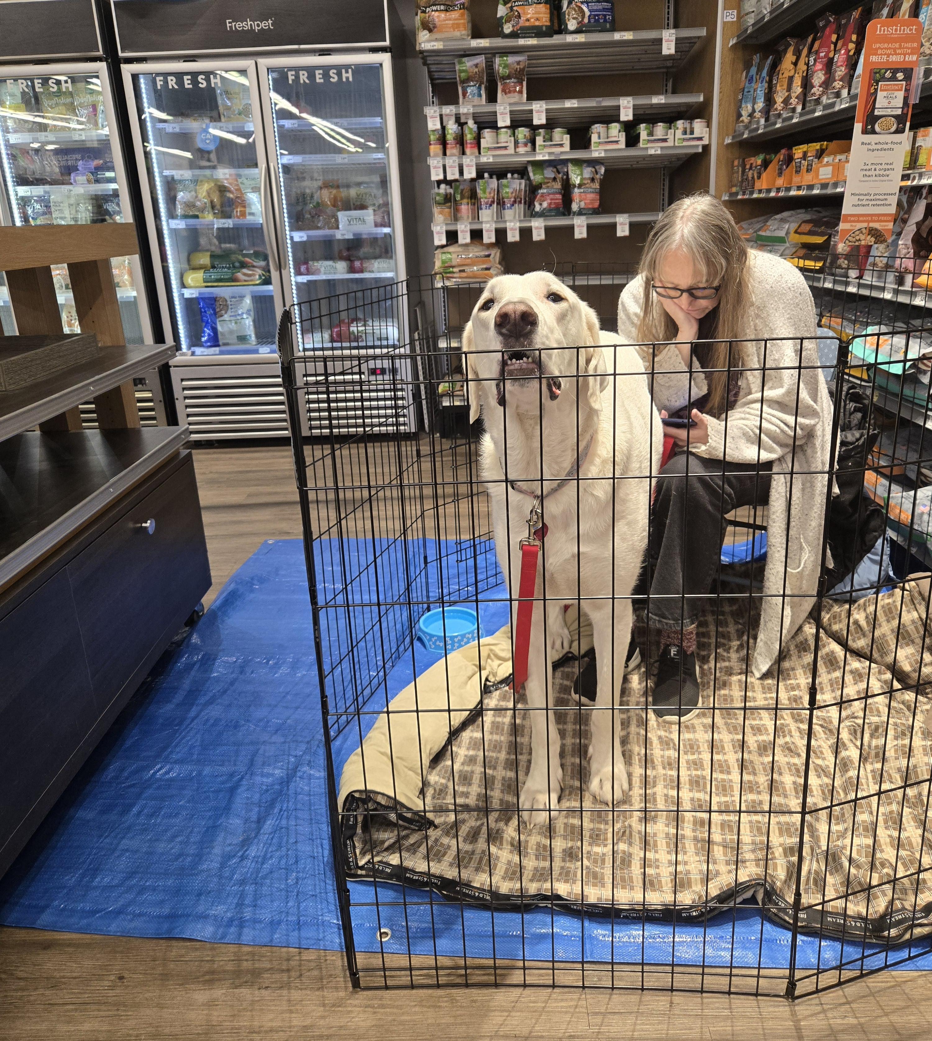 Eden, a Adoptable Great Pyrenees in Pocatello, ID image 4/6