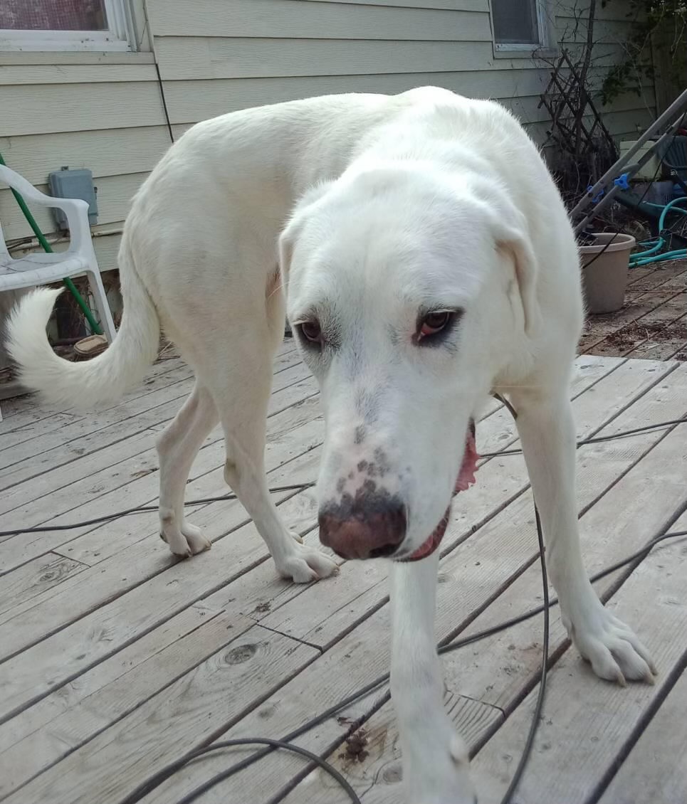 Eden, a Adoptable Great Pyrenees in Pocatello, ID image 6/6