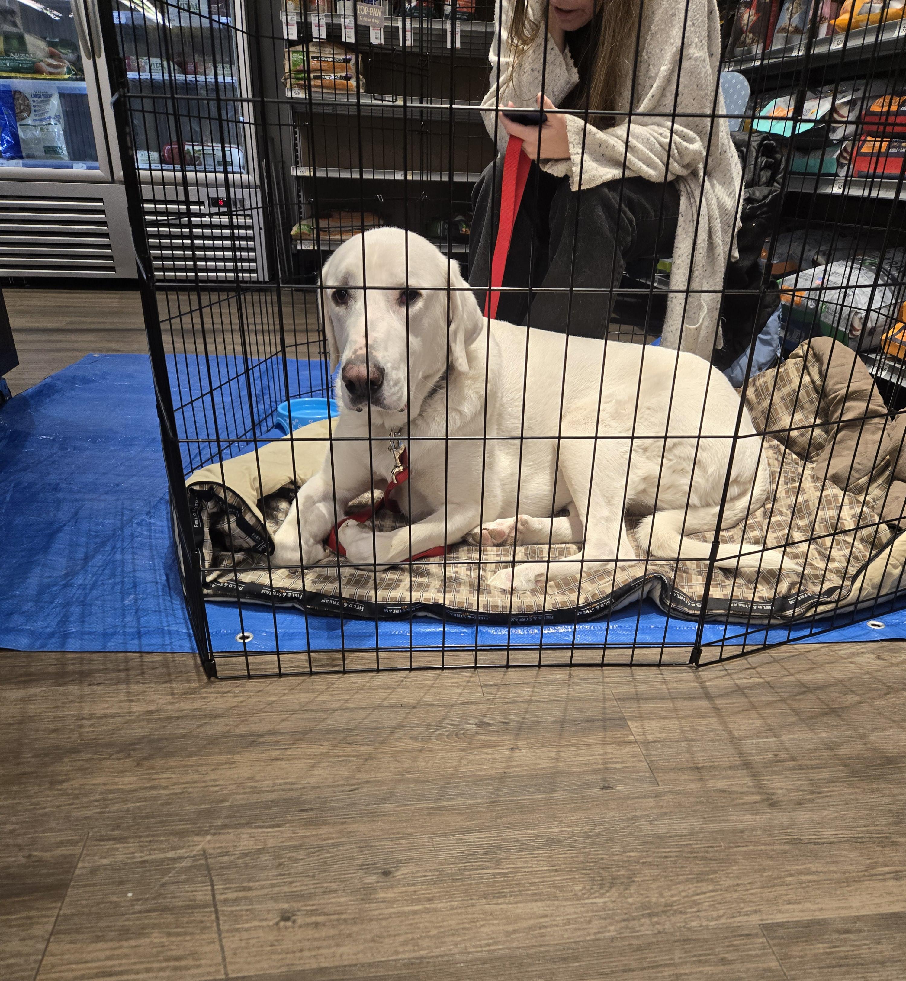Eden, a Adoptable Great Pyrenees in Pocatello, ID image 3/6
