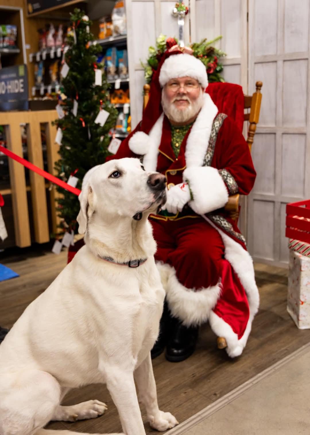 Eden, a Adoptable Great Pyrenees in Pocatello, ID image 5/6