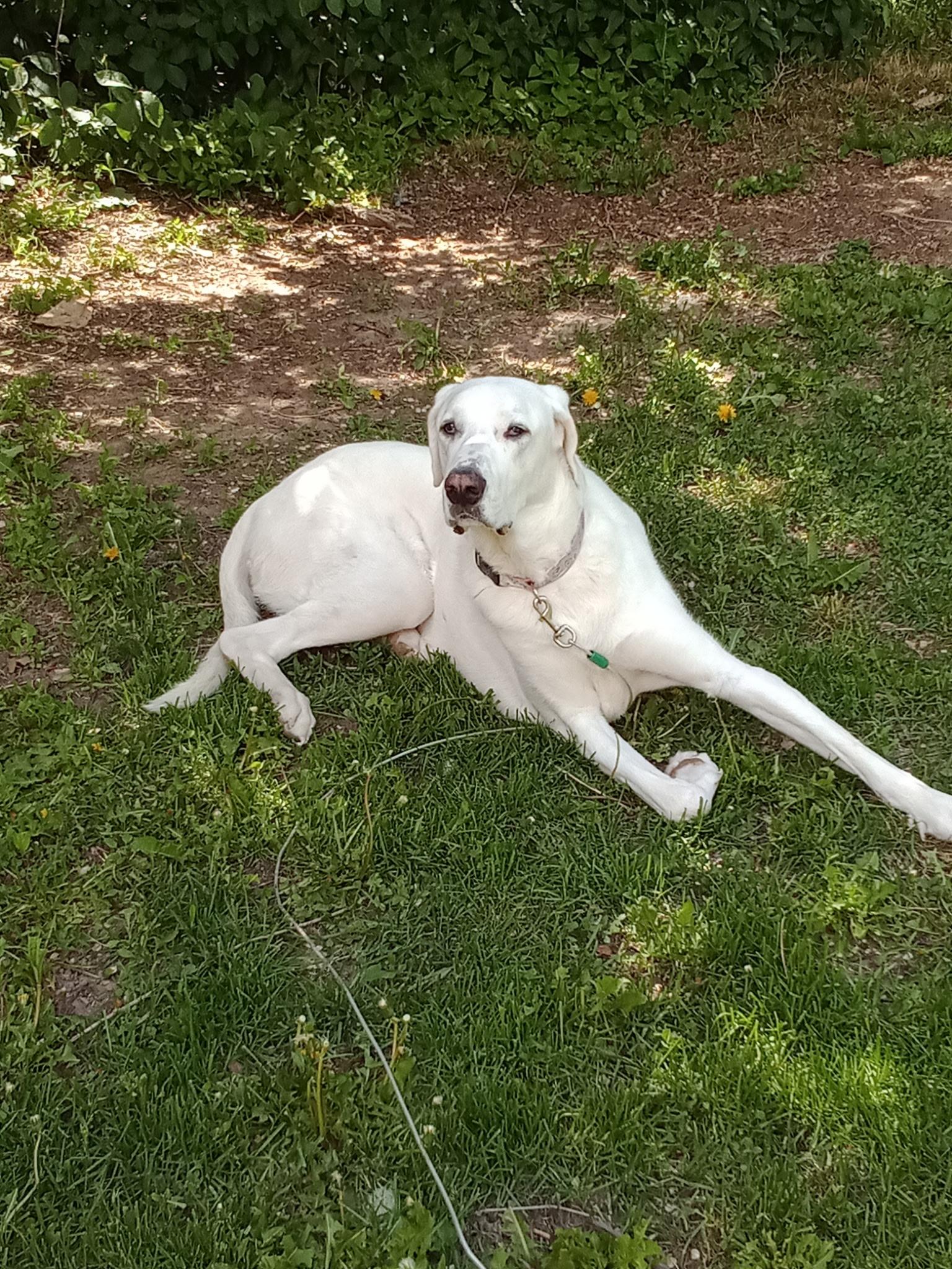 Eden, a Adoptable Great Pyrenees in Pocatello, ID image 1/6