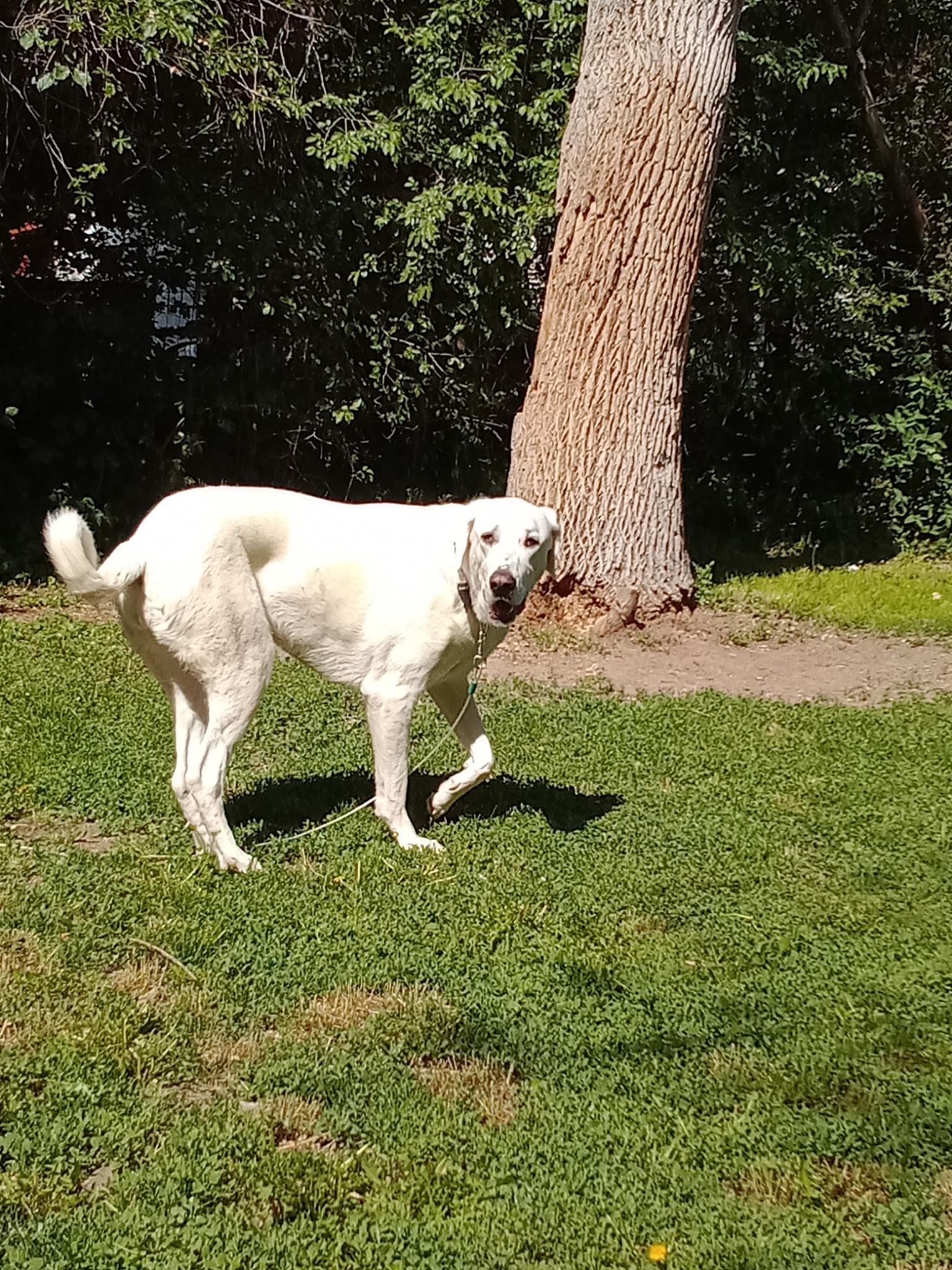 Eden, a Adoptable Great Pyrenees in Pocatello, ID image 2/6