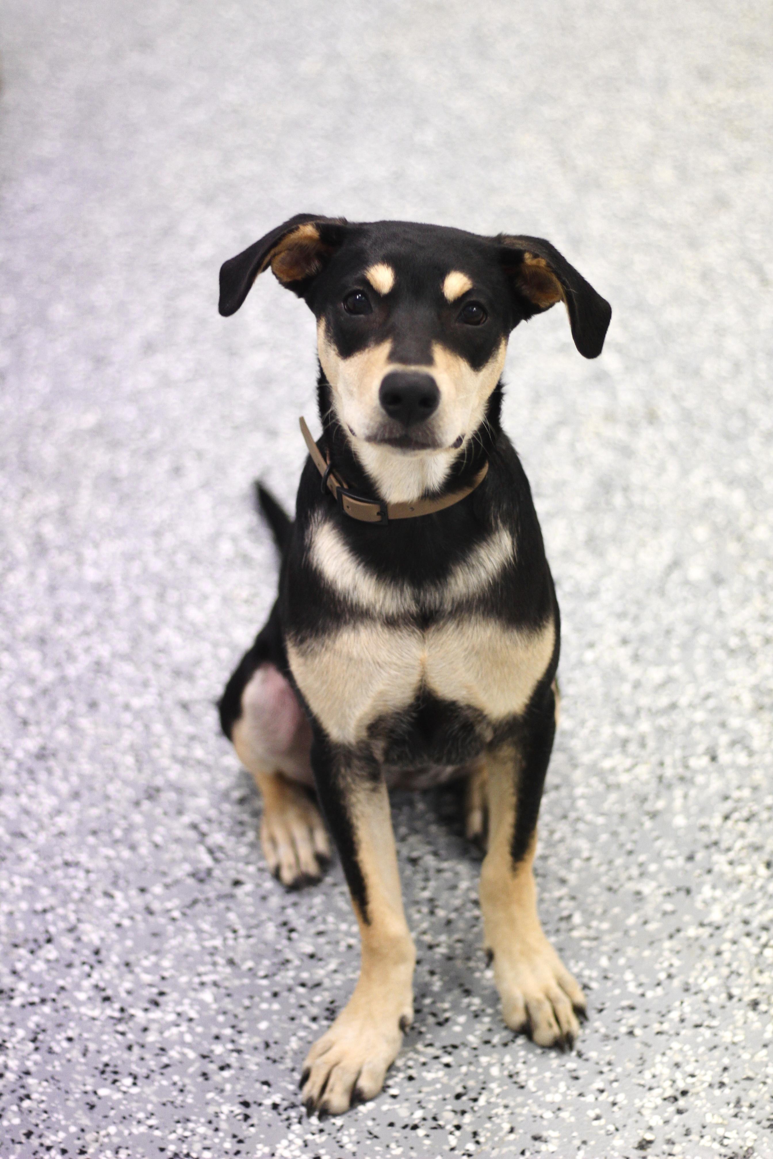 Bon Knee in NH! Come Meet our Adoptable Dogs Wednesday-Saturday. More info in Bio!
