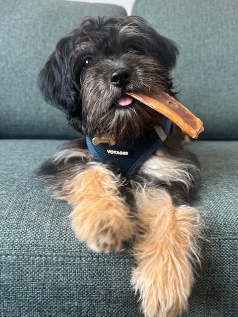 Baby bear