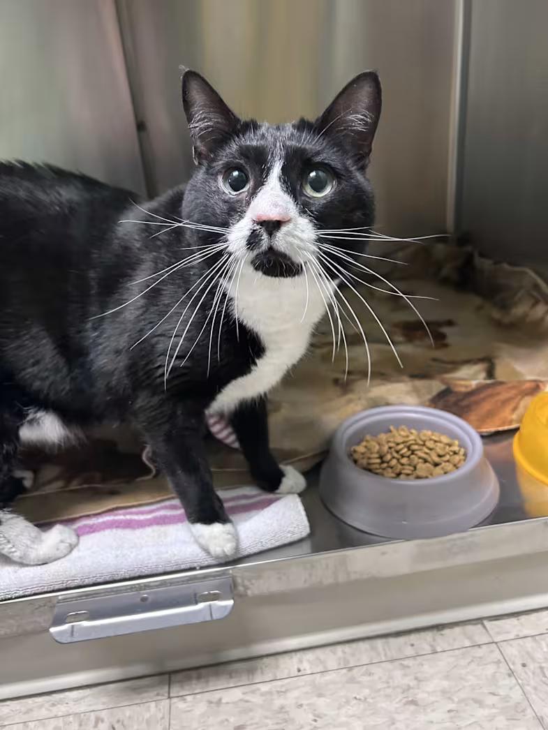 Bubbles Washington, ADOPTABLE, Adult Male Domestic Short Hair & Tuxedo.