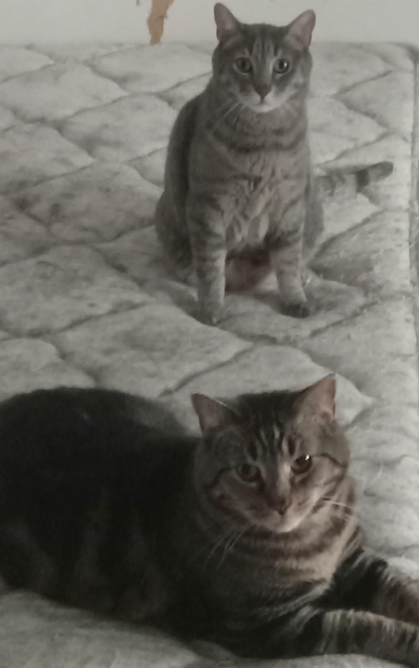 Simba and Rocky, ADOPTABLE, Adult Male Domestic Short Hair.