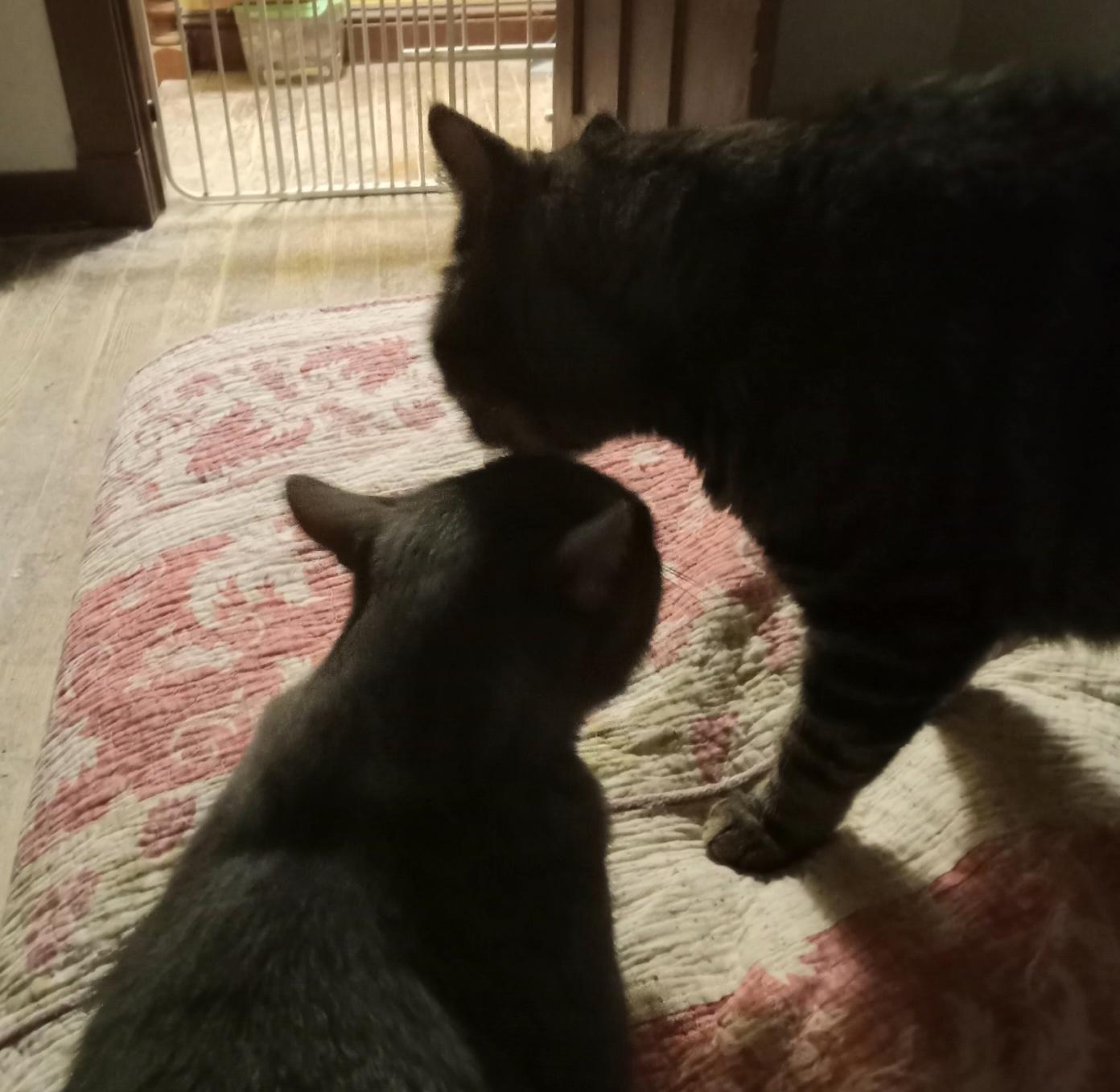 Enlarge Simba and Rocky, a ADOPTABLE mixed breed in Schenectady, NY image 3/4