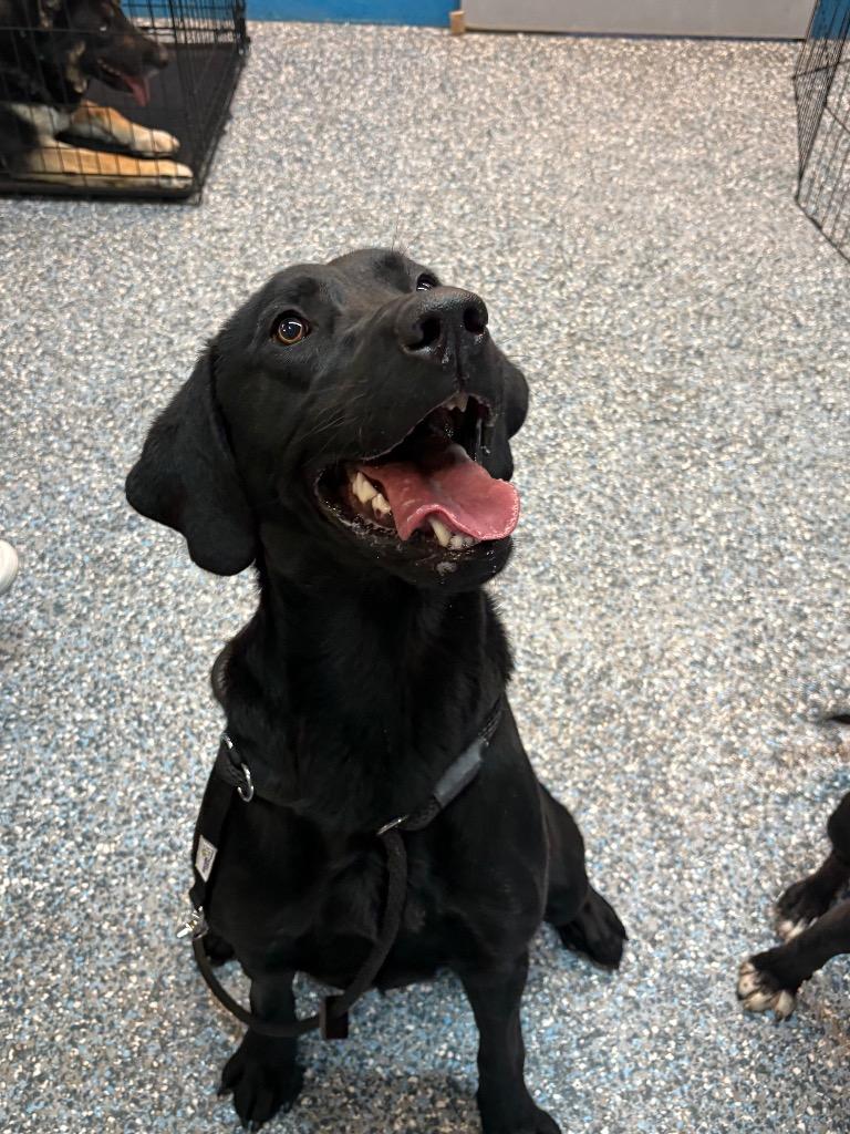 Scorch, Adoptable, Young Male Labrador Retriever.