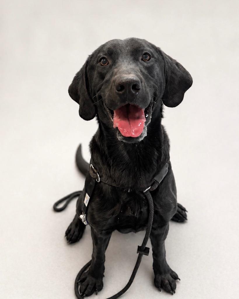 Enlarge Scorch, a Adoptable Labrador Retriever in Reno, NV image 2/4