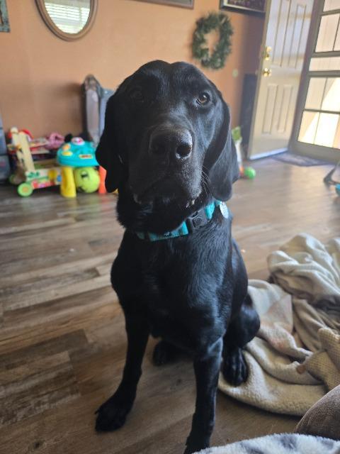 Enlarge Scorch, a Adoptable Labrador Retriever in Reno, NV image 3/4