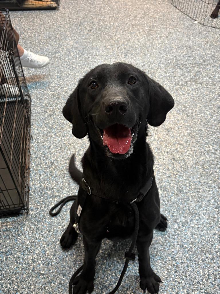 Enlarge Scorch, a Adoptable Labrador Retriever in Reno, NV image 4/4