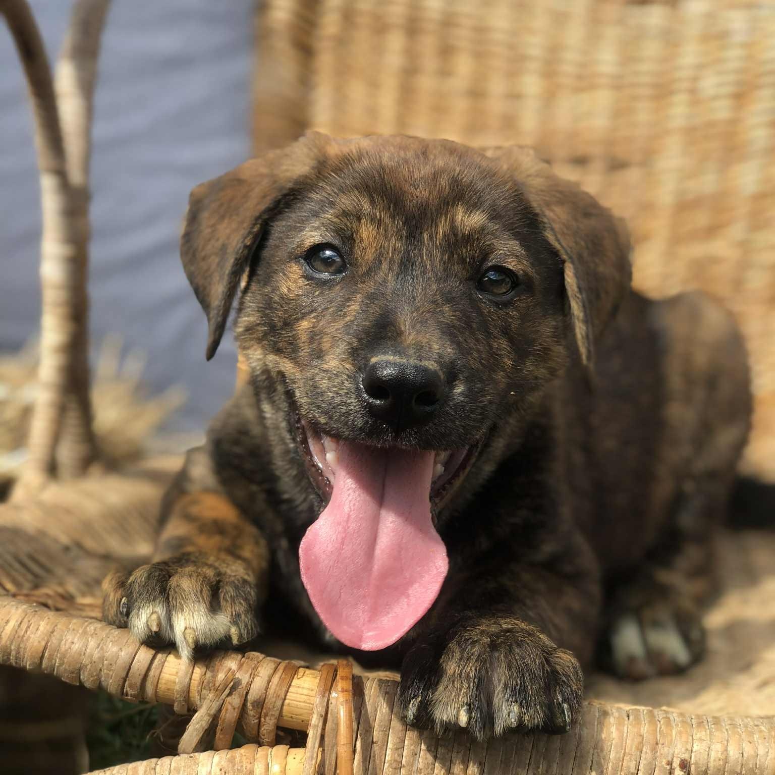 Jason, Adoptable, Puppy Male Black Labrador Retriever & Mixed Breed.