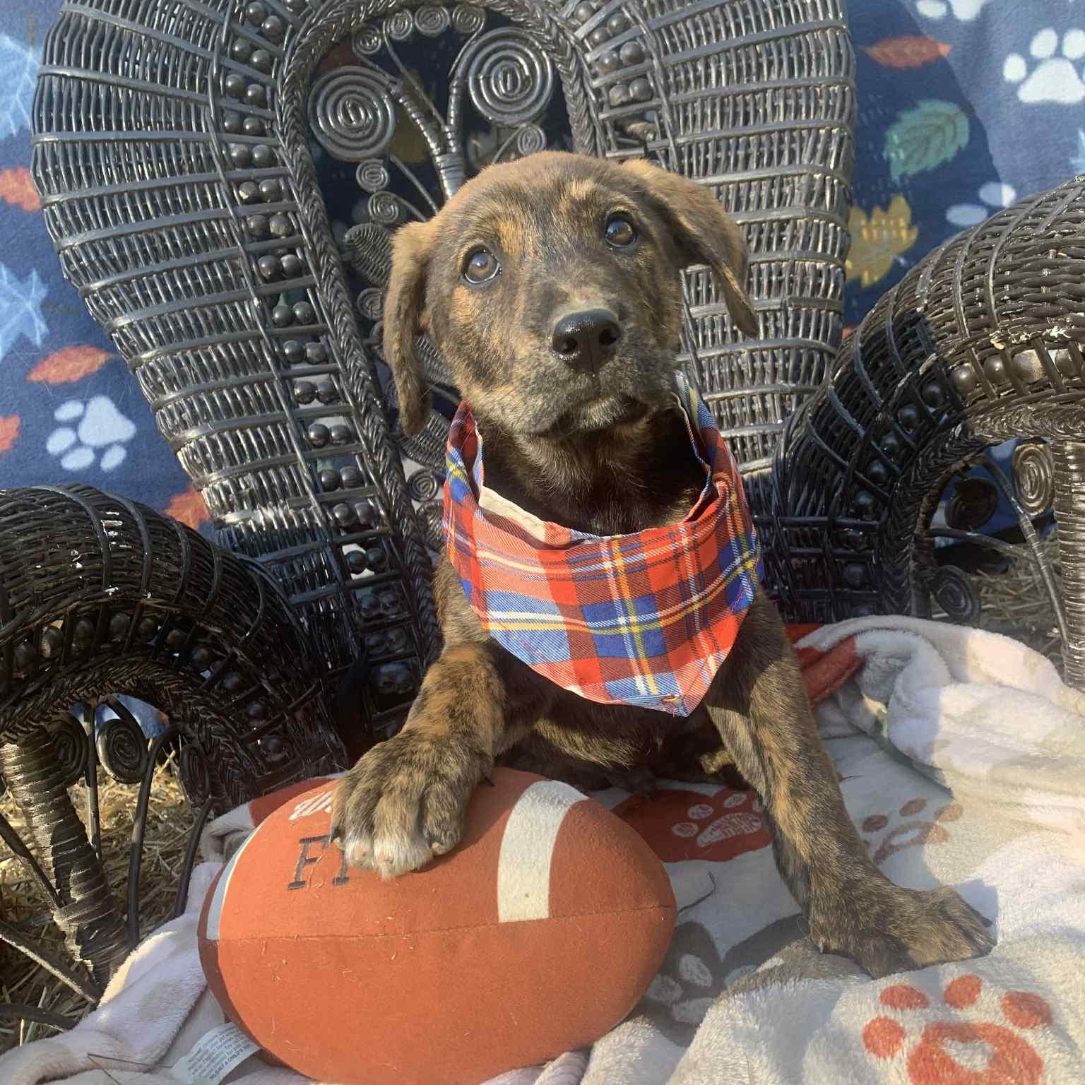 Jason, a Adoptable mixed breed in Campton, KY image 3/5