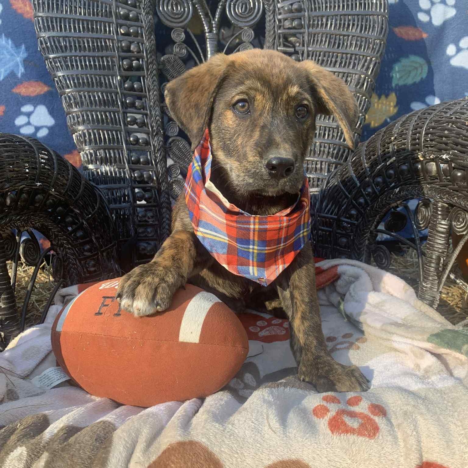 Jason, a Adoptable mixed breed in Campton, KY image 4/5