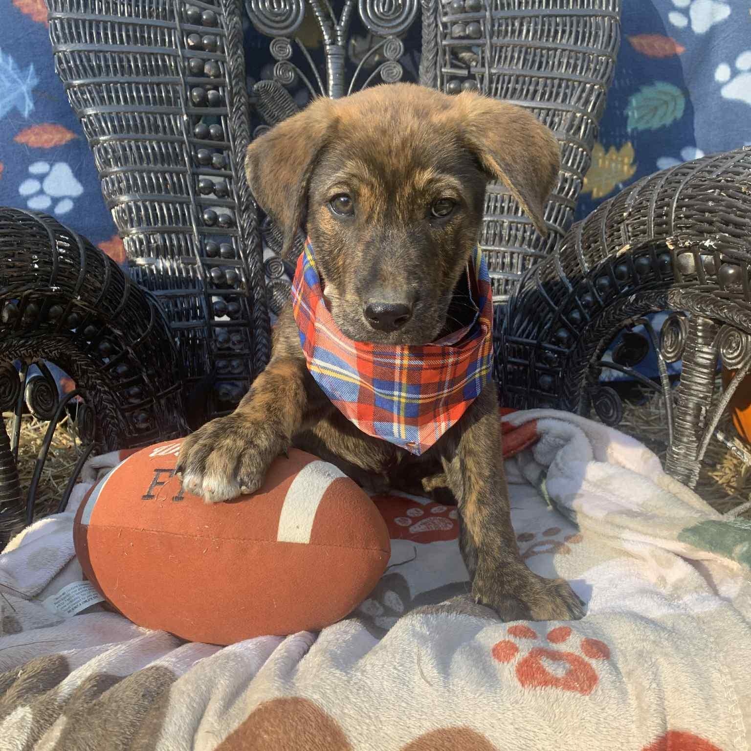 Jason, Adoptable, Puppy Male Black Labrador Retriever & Mixed Breed.