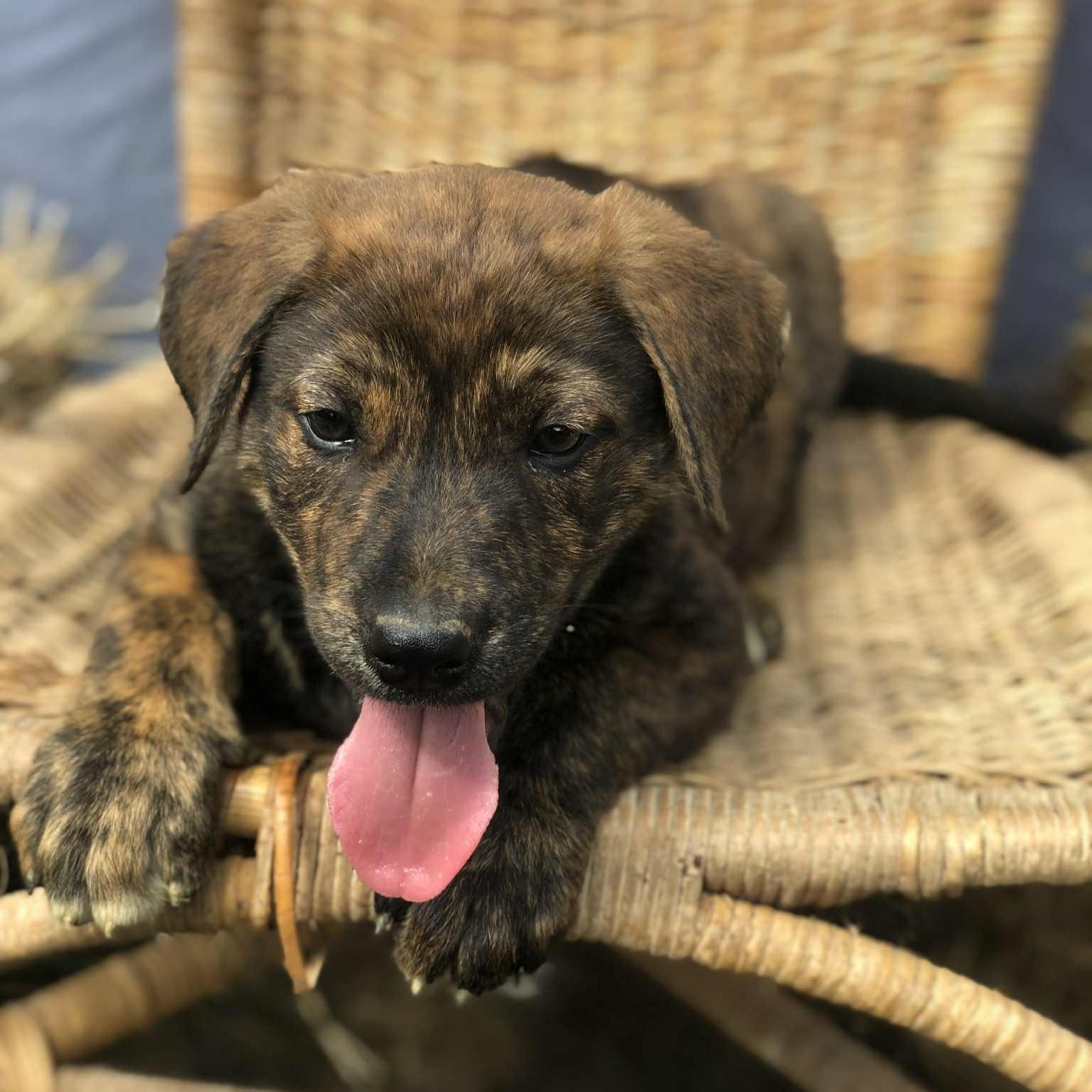 Jason, a Adoptable mixed breed in Campton, KY image 5/5