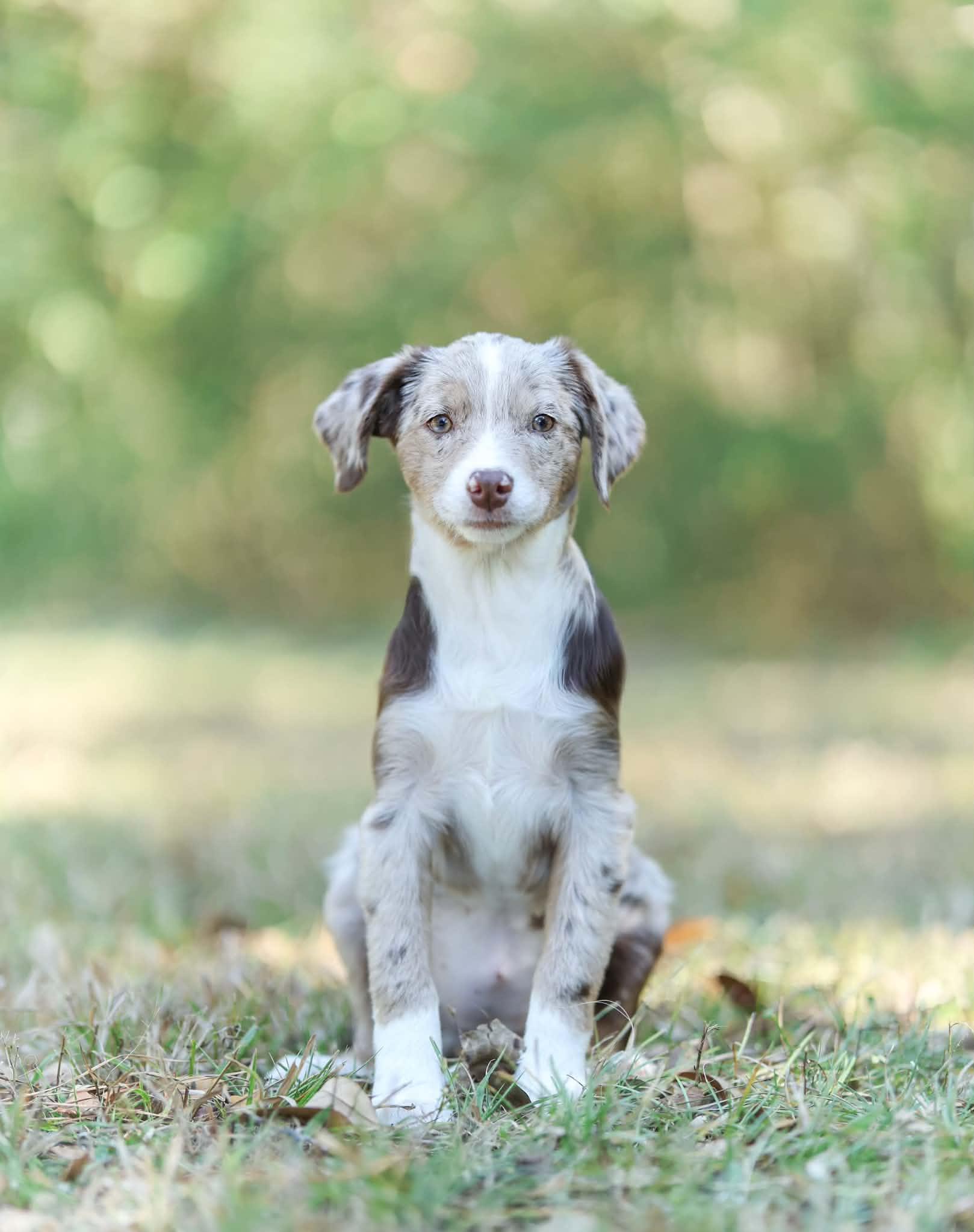 Enlarge Chai, a Adoptable mixed breed in Albany, NY image 3/5