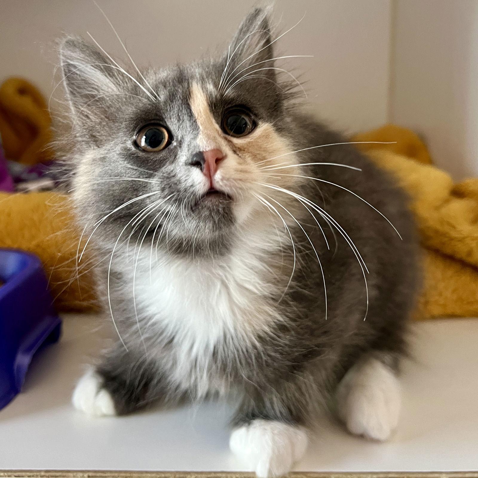 Inky (bonded w/ Doodle), Adopted, Kitten Female Domestic Short Hair.