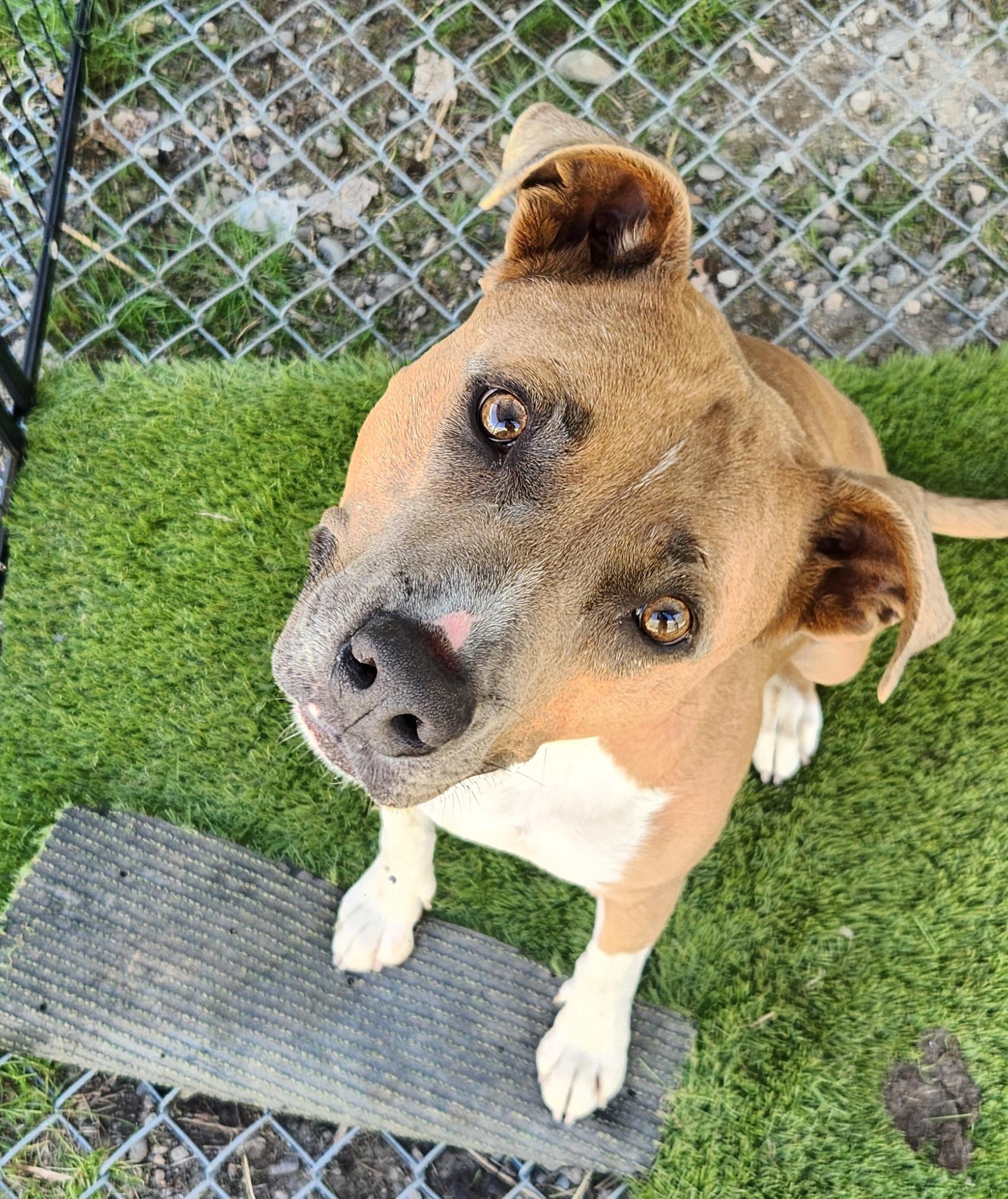 Nova, ADOPTABLE, Adult Female Pit Bull Terrier.