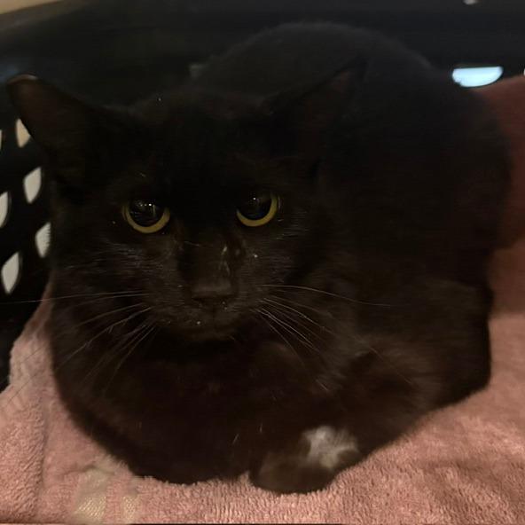 Enlarge Esmerelda, a Adoptable Domestic Short Hair in Las Vegas, NV image 1/1