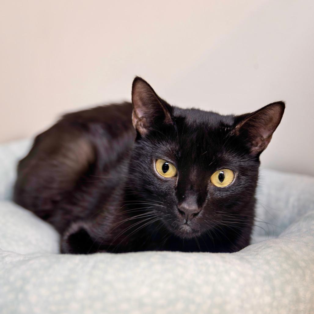Esmerelda, Adoptable, Adult Female Domestic Short Hair.