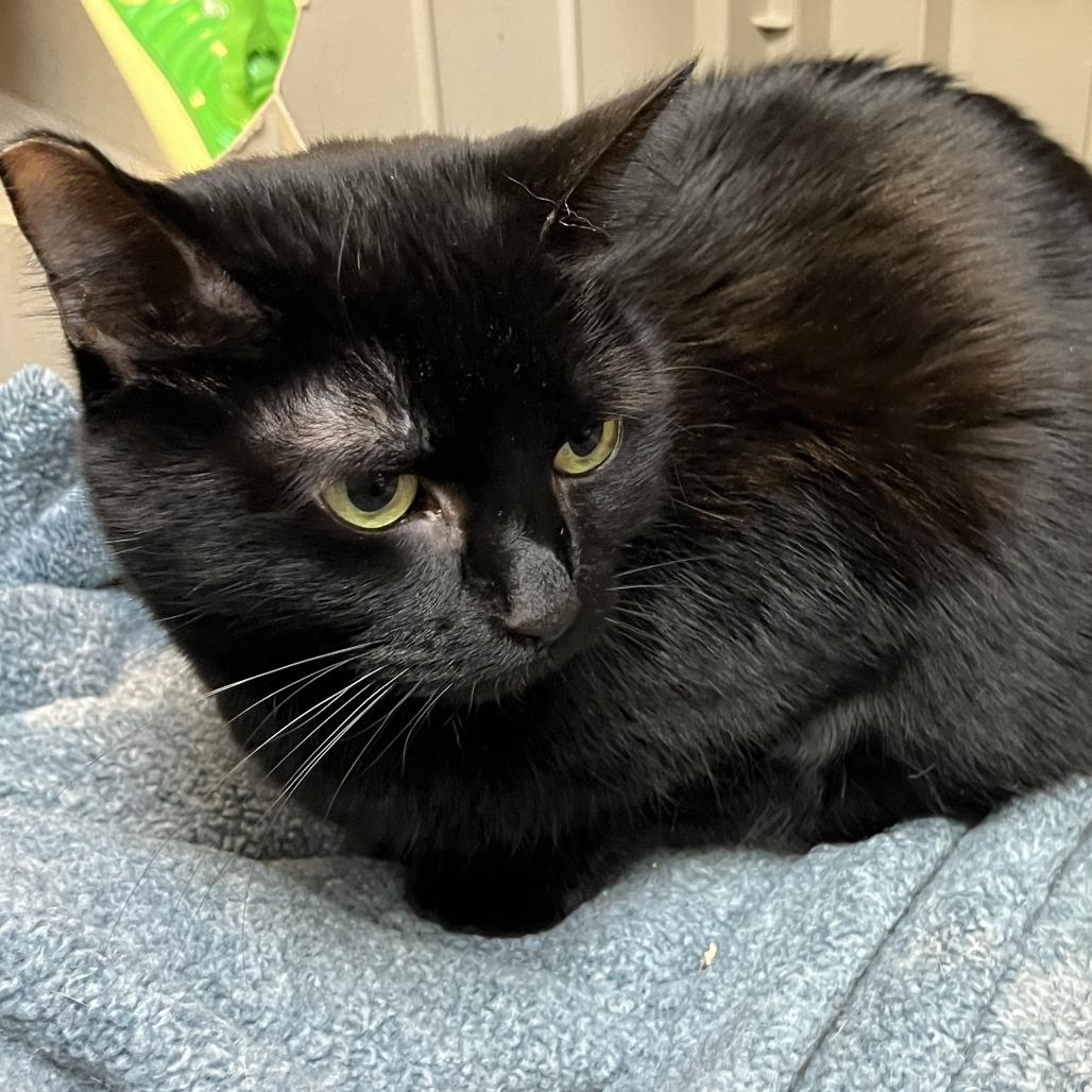 Esmerelda, Adoptable, Adult Female Domestic Short Hair.