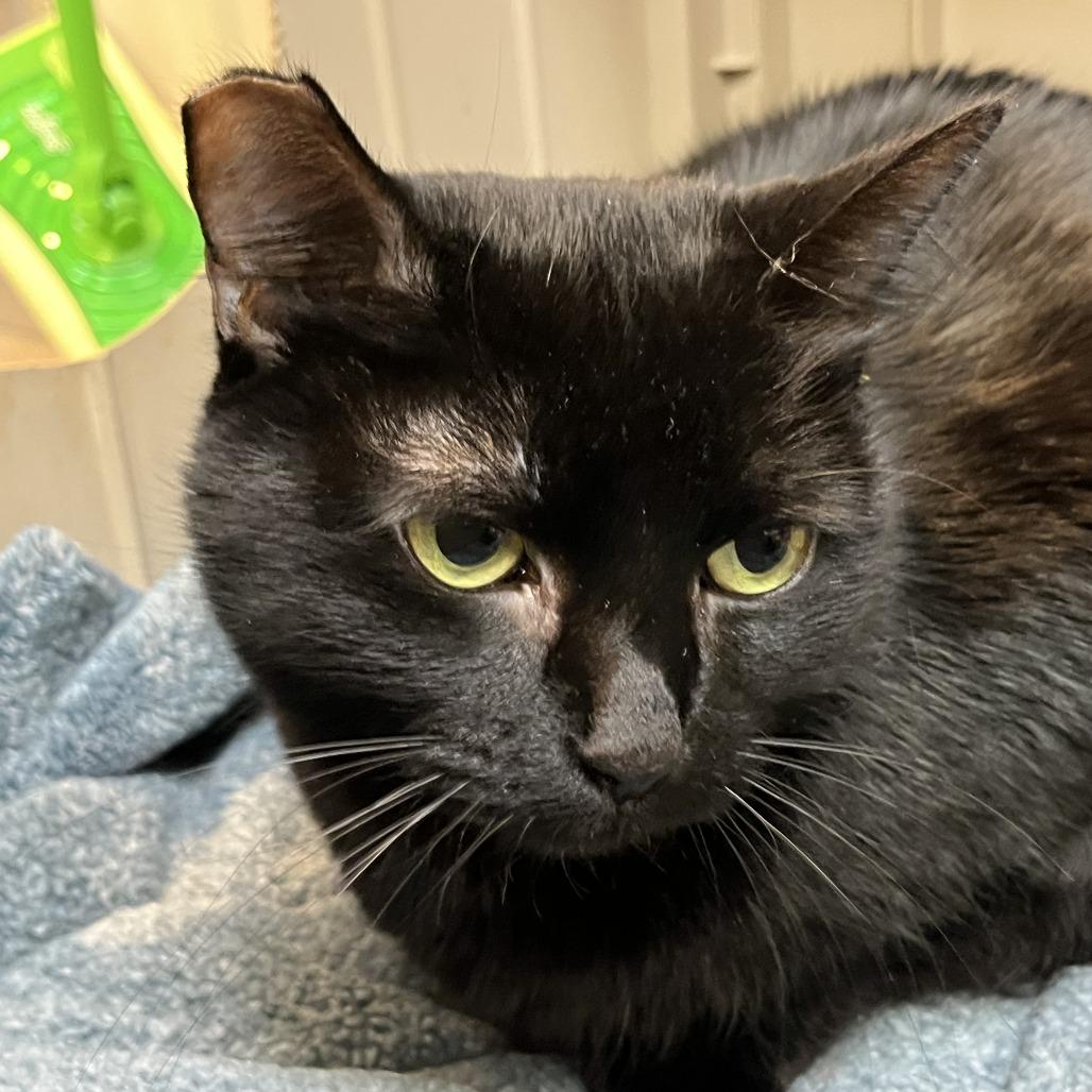 Esmerelda, a Adoptable Domestic Short Hair in Las Vegas, NV image 2/3