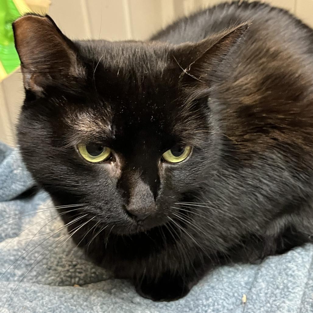 Esmerelda, a Adoptable Domestic Short Hair in Las Vegas, NV image 3/3