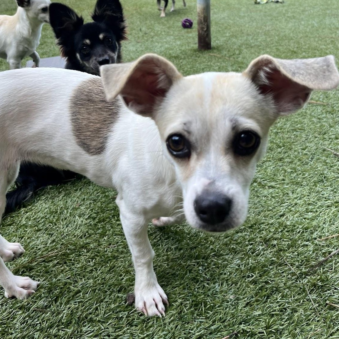 Cavatelli, Adopted, Young Female Chihuahua.