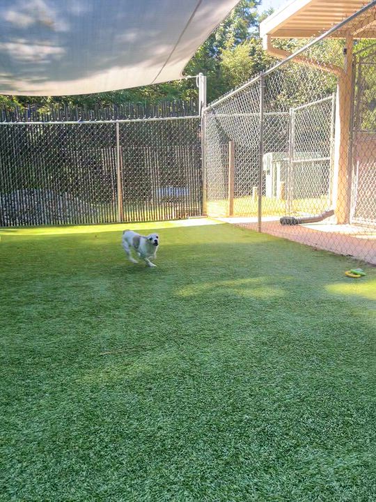 Enlarge Cavatelli, a Adopted mixed breed in Salisbury, NC video 6/6
