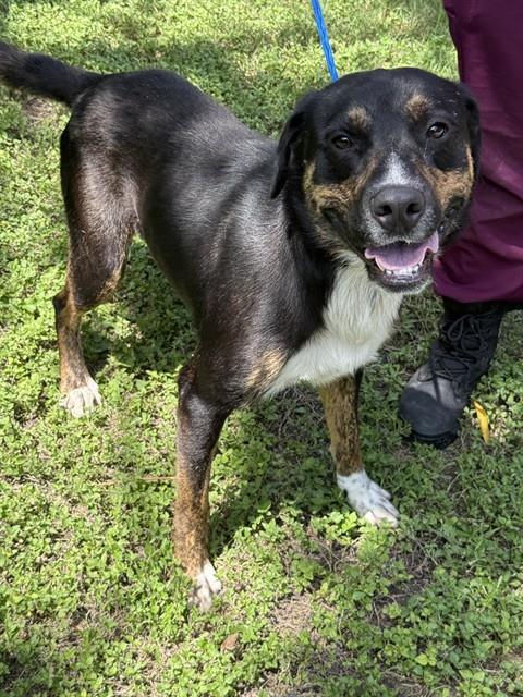 Enlarge DEUCE, a Adoptable mixed breed in Killeen, TX image 1/1