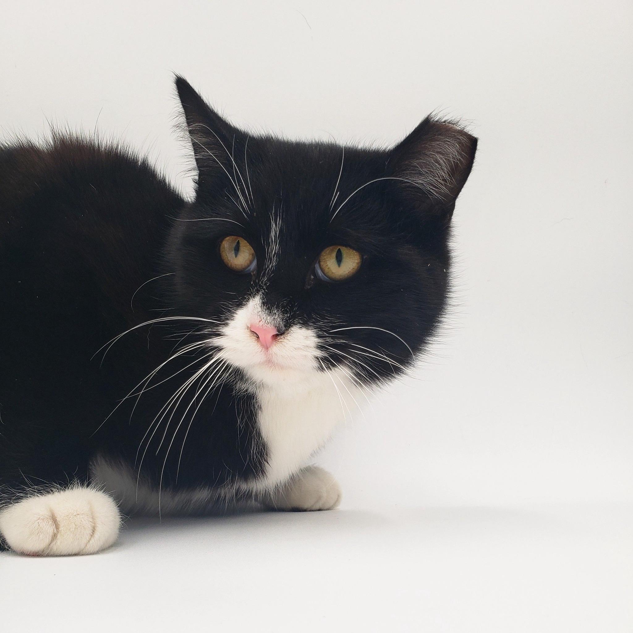 Enlarge Black Tie "Mousse" Cake, a Adoptable Tuxedo in Springfield, MO image 5/6