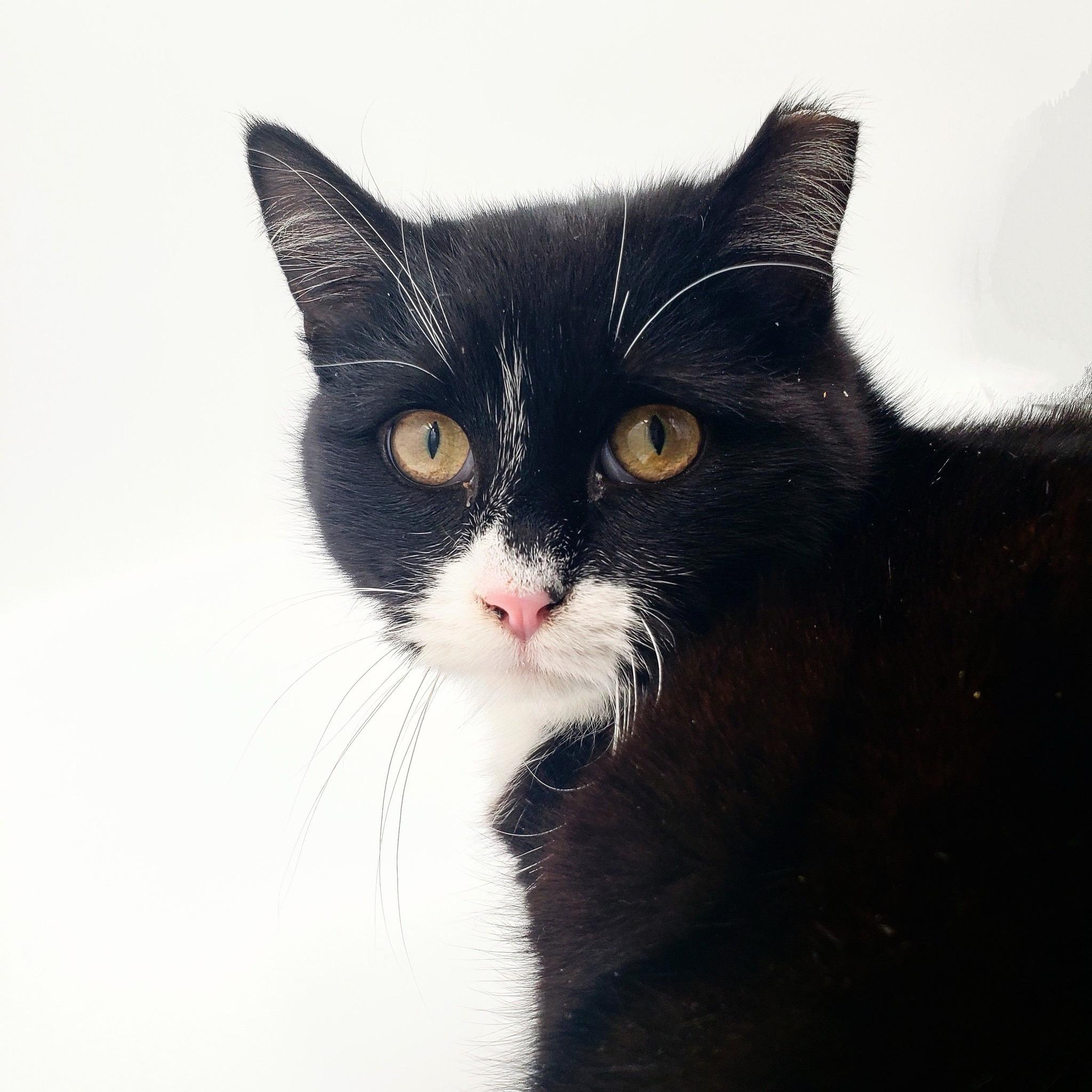 Enlarge Black Tie "Mousse" Cake, a Adoptable Tuxedo in Springfield, MO image 2/6
