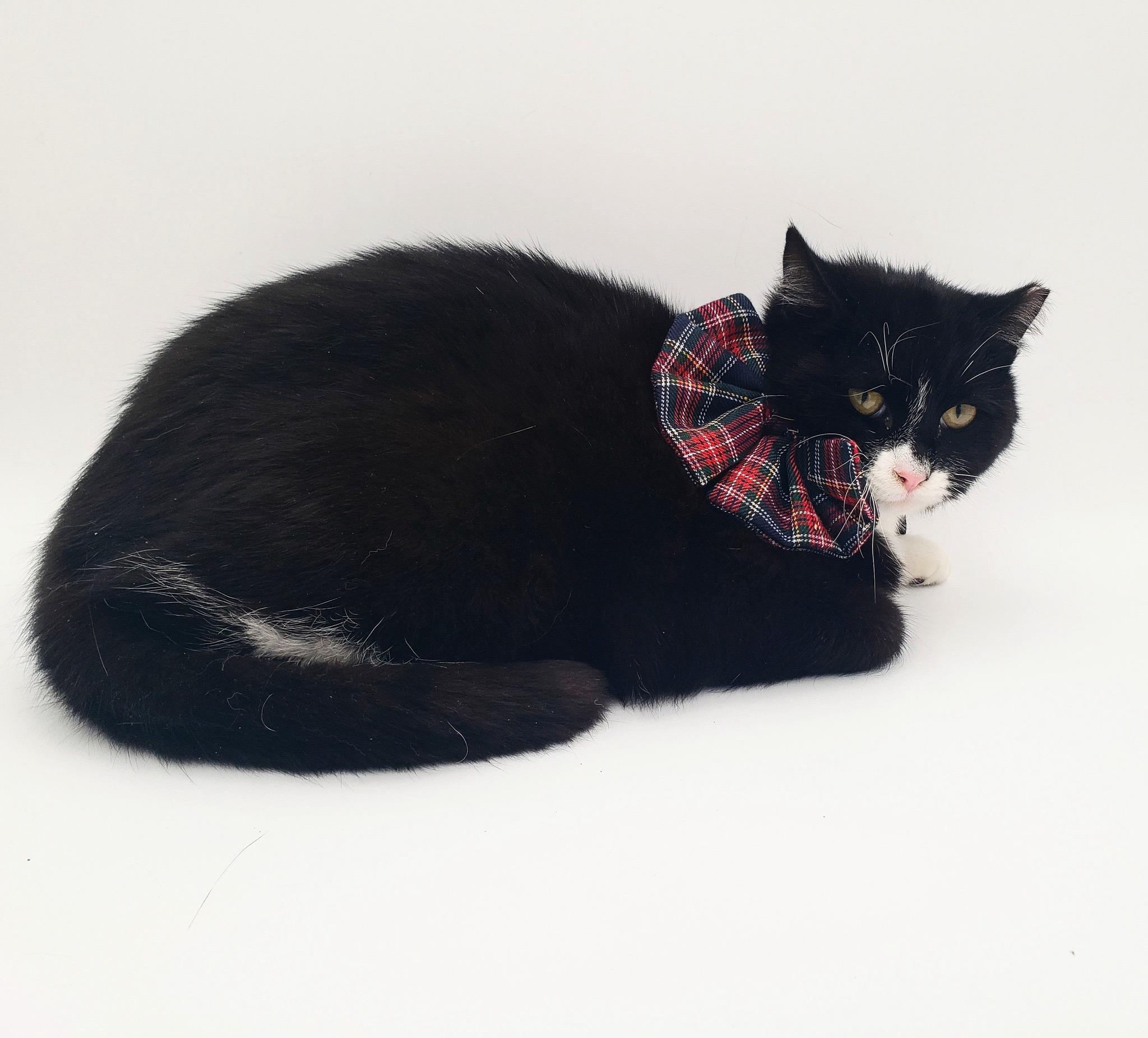 Enlarge Black Tie "Mousse" Cake, a Adoptable Tuxedo in Springfield, MO image 4/6