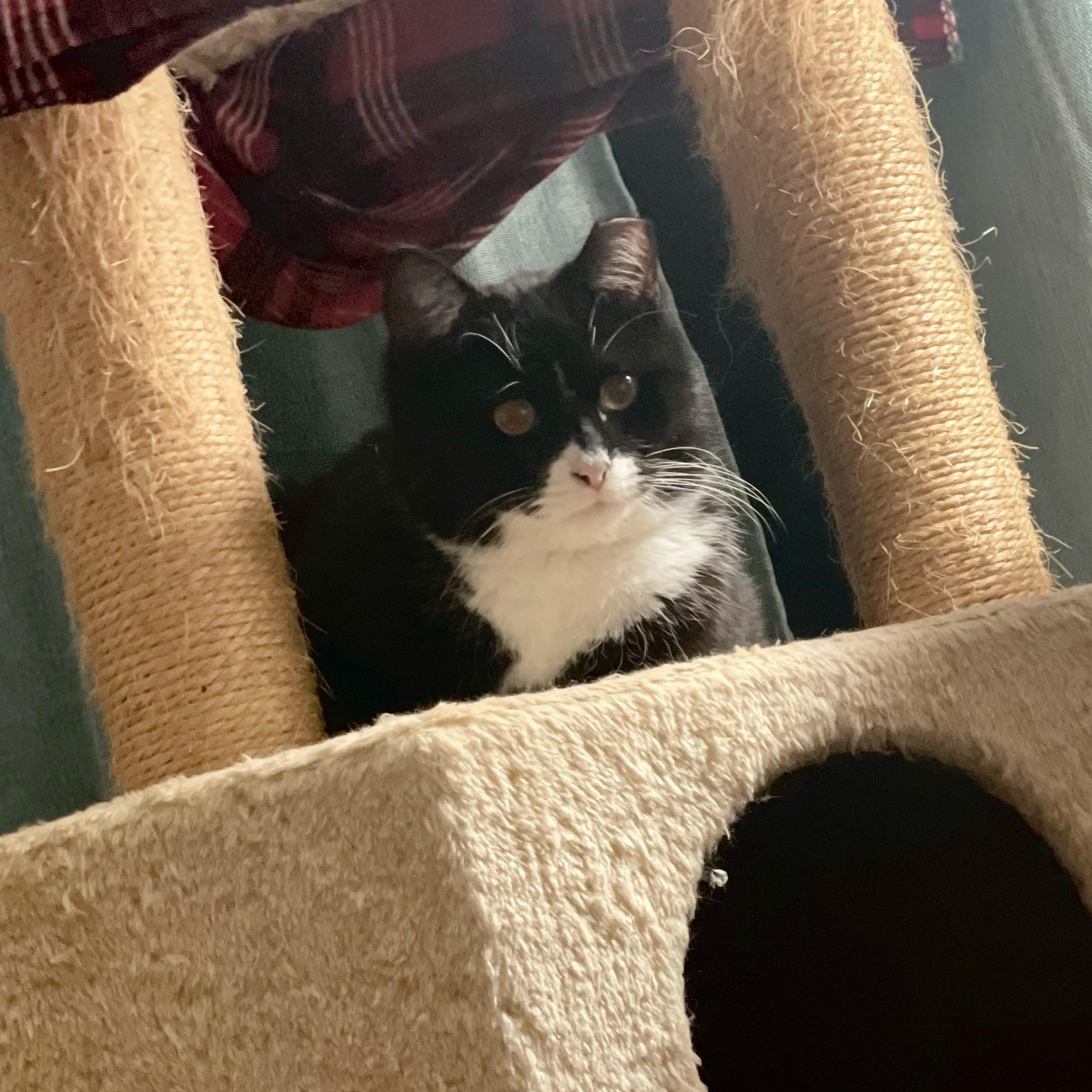 Enlarge Black Tie "Mousse" Cake, a Adoptable Tuxedo in Springfield, MO image 6/6