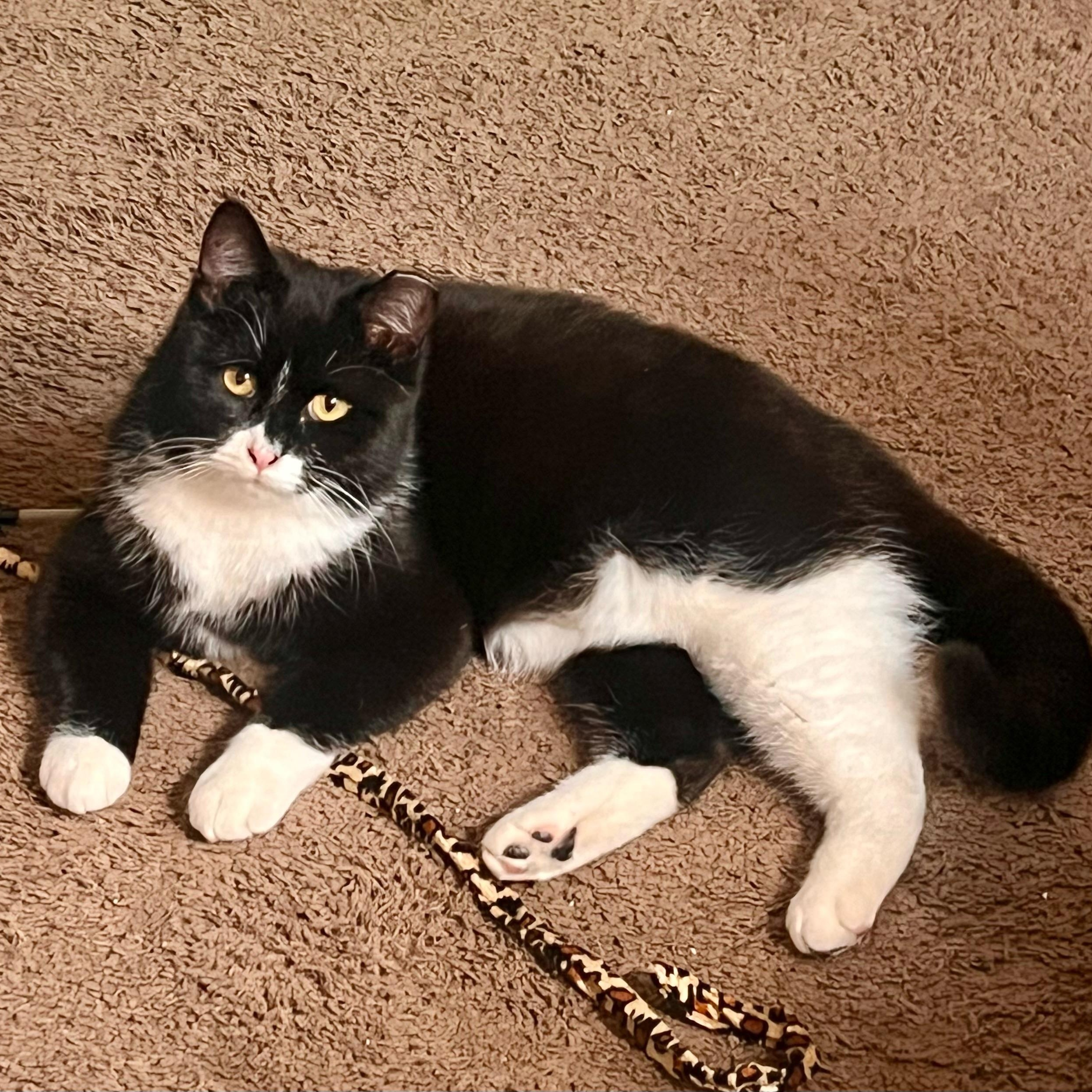 Enlarge Black Tie "Mousse" Cake, a Adoptable Tuxedo in Springfield, MO image 3/6