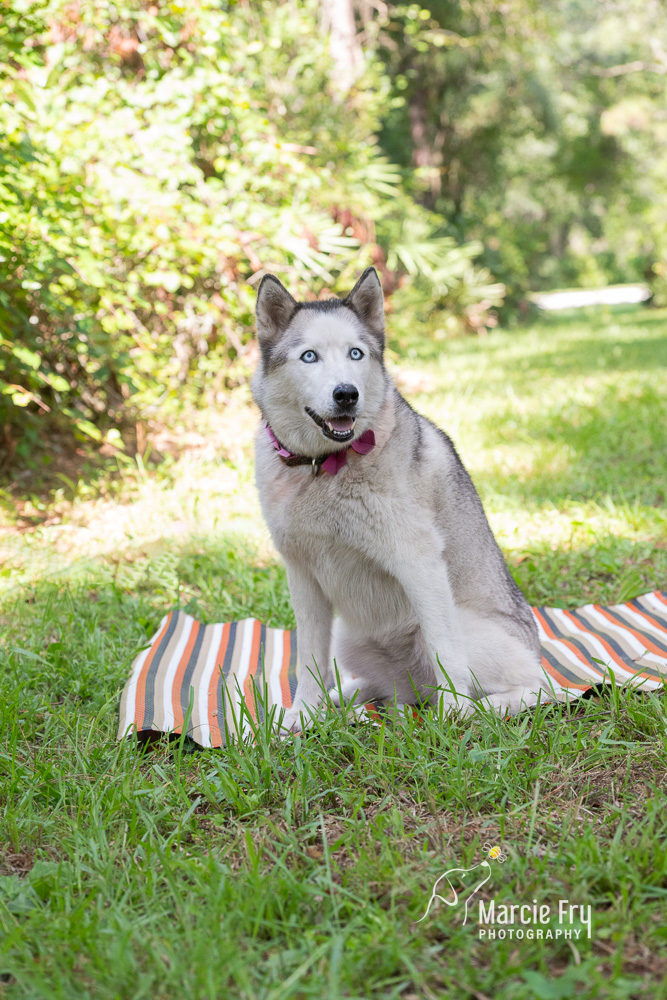nukka, Adopted, Senior Female Siberian Husky.