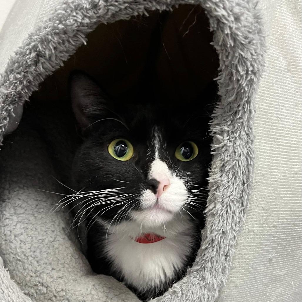 Enlarge Lulu, a Adoptable Domestic Short Hair in Hamburg, NY image 1/1