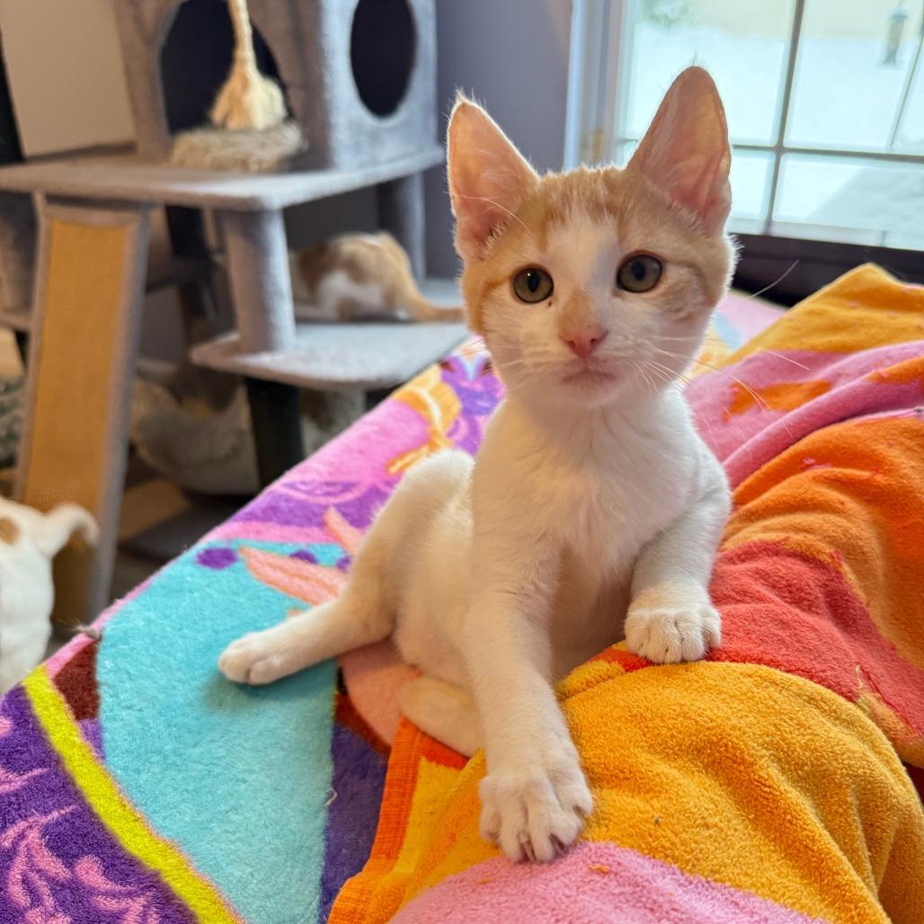 Lucky Club, Adoptable, Kitten Male Domestic Short Hair.