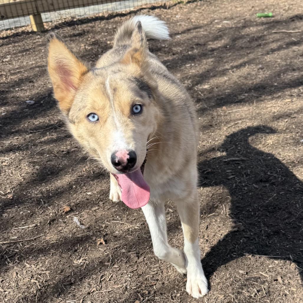 Mr Fox, Adoptable, Young Male Rough Collie.