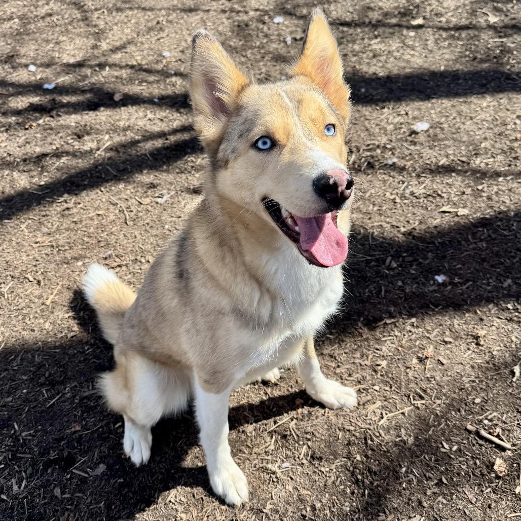 Enlarge Mr Fox, a Adoptable mixed breed in Chester Springs, PA image 4/4