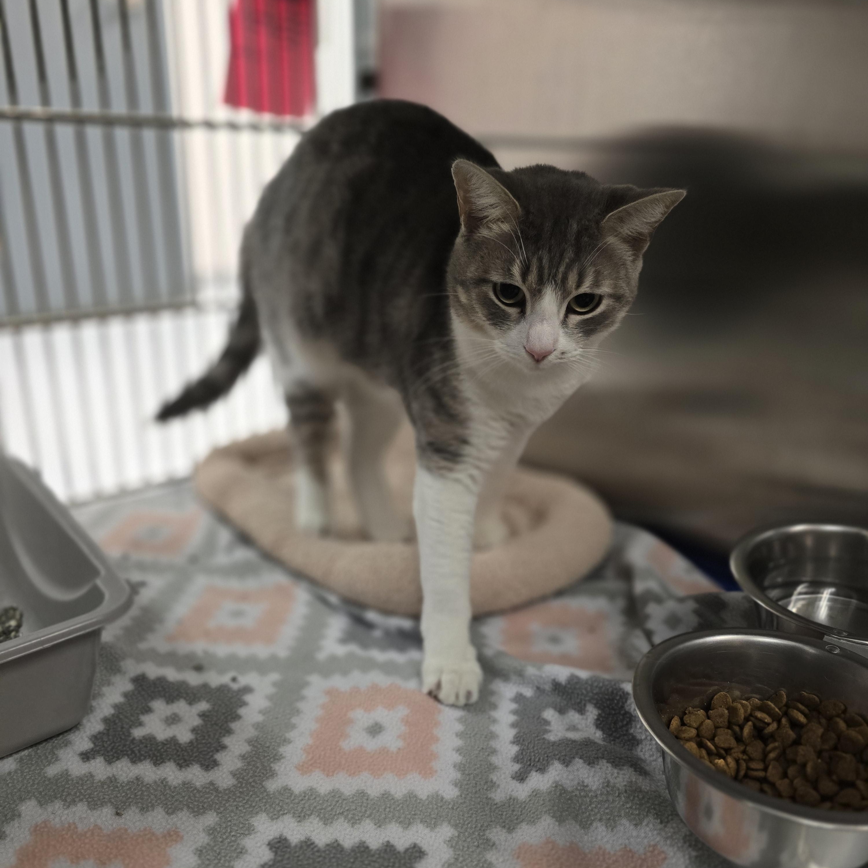 Jeannie, a Adoptable Domestic Short Hair in Allen, TX image 5/5