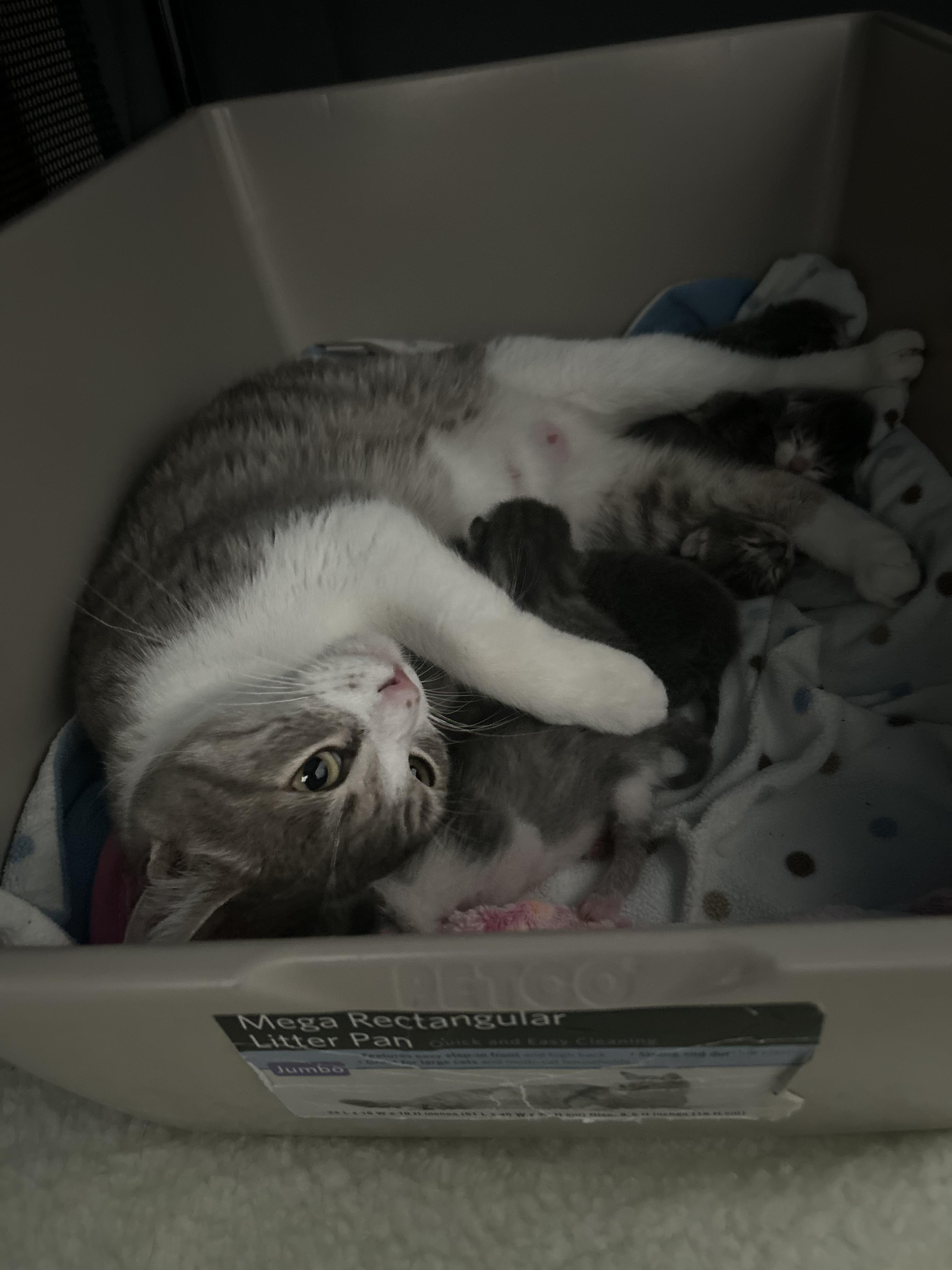 Jeannie, a Adoptable Domestic Short Hair in Allen, TX image 4/5