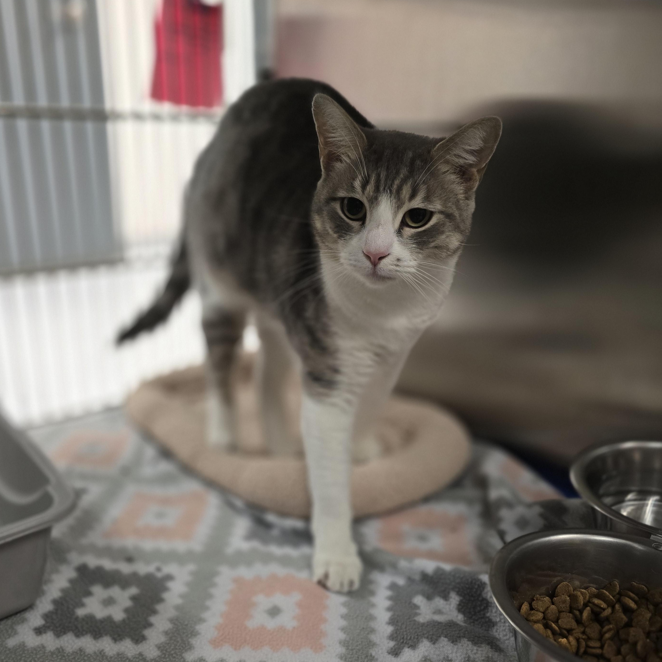 Jeannie, Adoptable, Adult Female Domestic Short Hair.