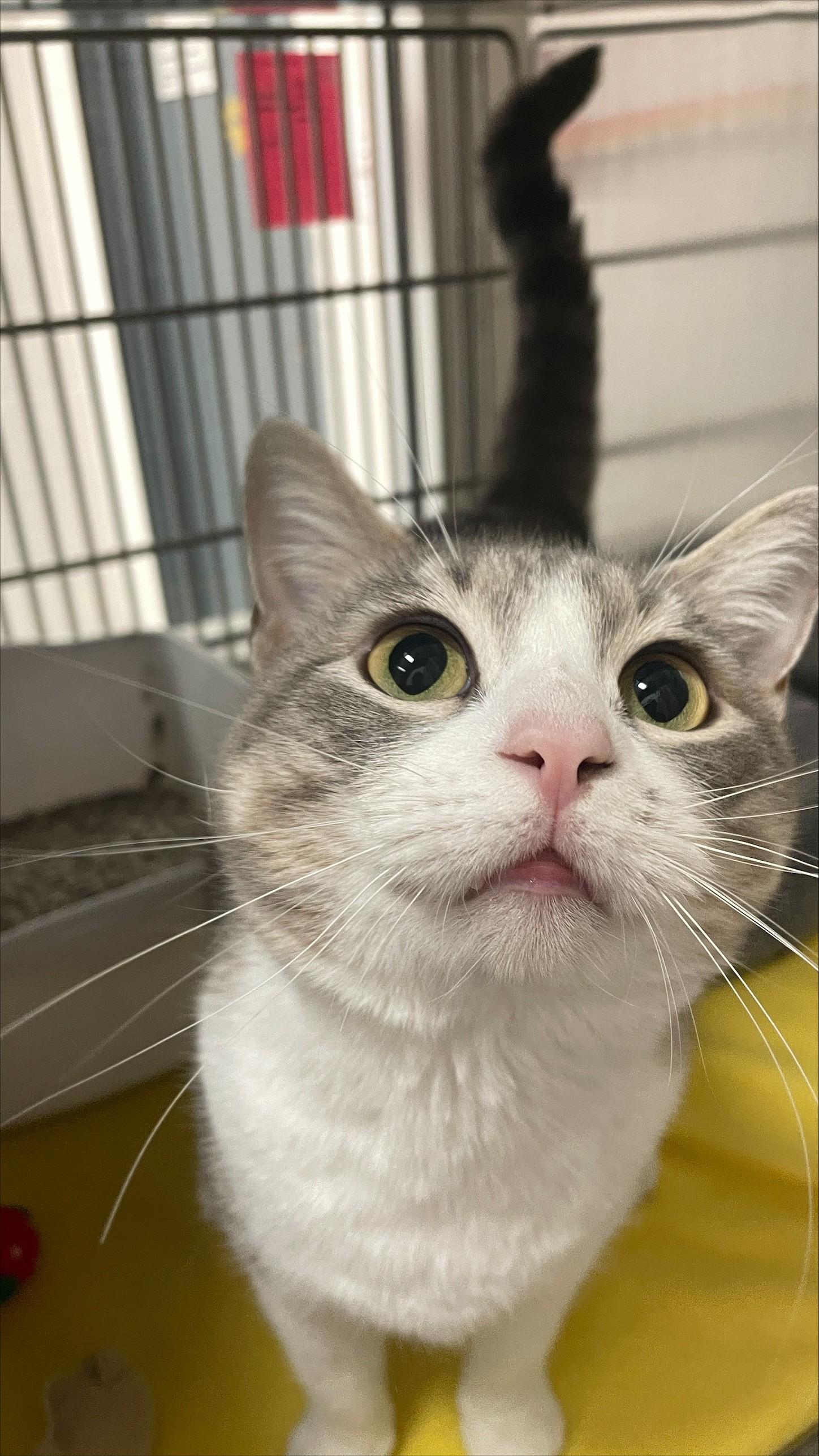Jeannie, a Adoptable Domestic Short Hair in Allen, TX image 2/5